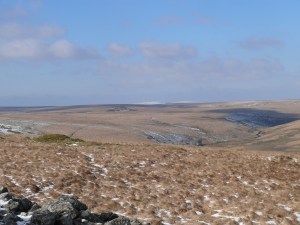 Eastern White Barrow 2