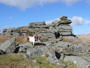 Leeden Tor stack and a Dartmoor pony