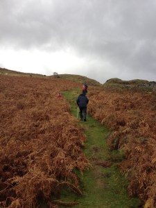 Up through the bracken