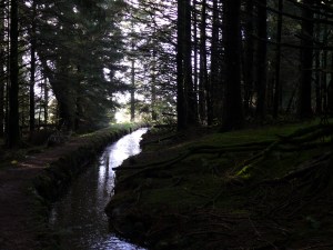 Into the forest following the leat