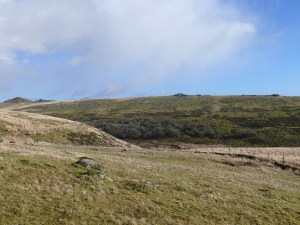 Heading up to Beardown Tor looking across Wistman's Wood to Liitaford Tor with Longaford Tor on the left