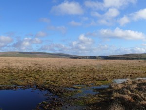Looking across Wigford Down the high point in the distance is Shell Top