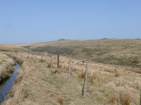 Looking from the leat across to Wistman's Wood below Longaford Tor