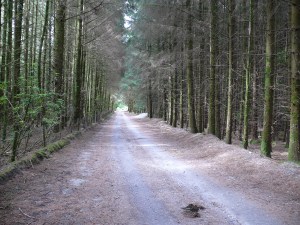 Looking back down conifer avenue!