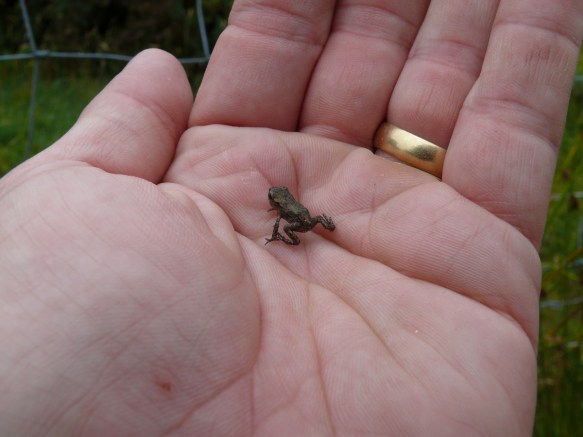 Lots of these little fellas on the path back down