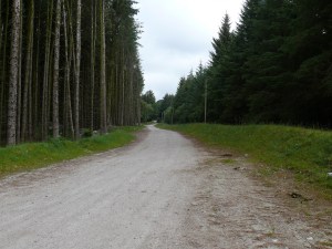 And ahead through conifer plantation