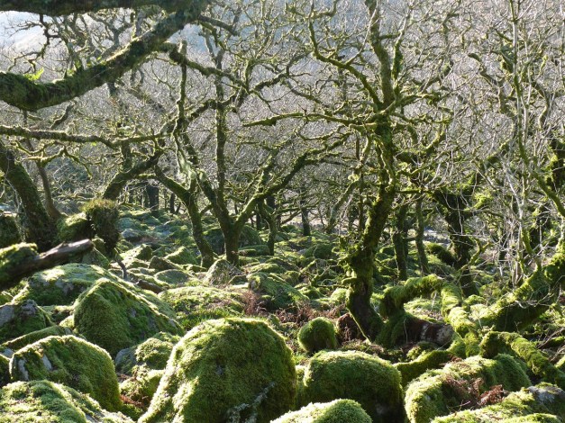 Wistman's Wood 