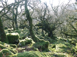 Wistman's Wood