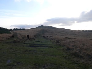 Looking back up to Bellever Tor