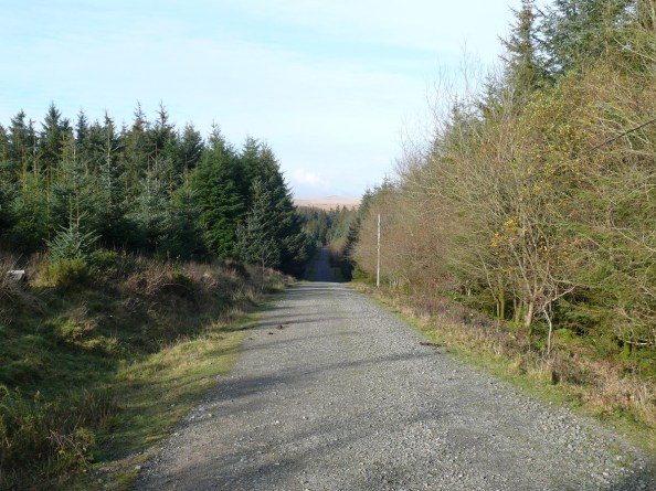 Looking back along the forest track