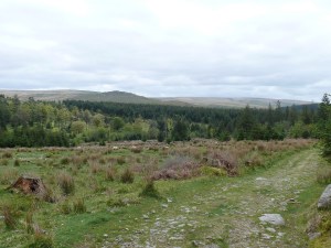 Climbing on out the woods gives good views to Down Tor