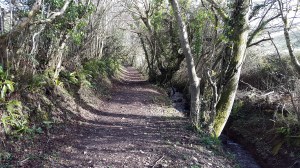 Wooden valley path to Bovisand
