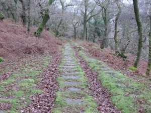 The old tram tracks that would have been used to move quarried granite down to Shaugh Bridge