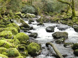 The River Plym at Shaugh Bridge