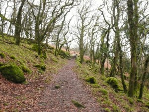 Looking back as we enter North Wood heading back to Cadover