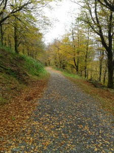 We spent 20 minutes or so sheltering in the conifers at Long Doors before setting out along the colourful path back to the tearooms