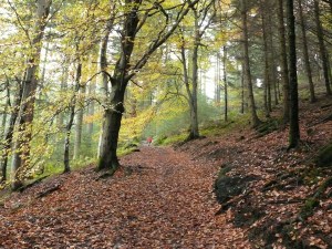 Autumn in Dodd Wood