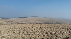 On Winney's Down looking across to Fernworthy Forest