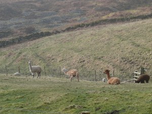 Have I been walking in the cloud too long and reached Peru?!