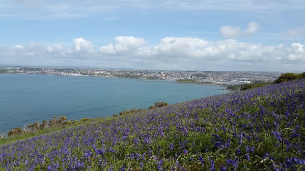 Lovely field of bluebells and Plymouth seafront