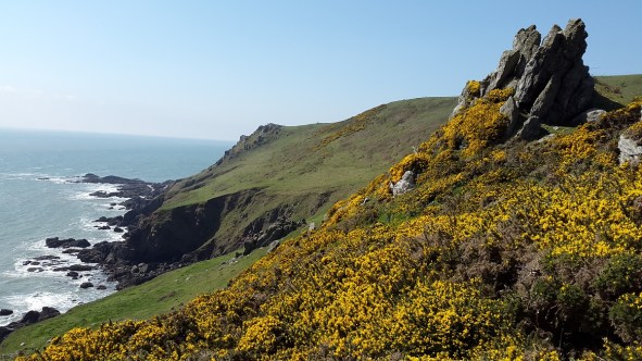 Gorse in full bloom