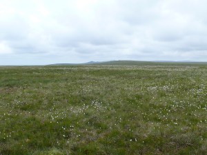 Boggy Cocks Hill looking to Lynch Tor