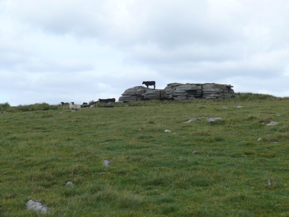 Mooo's the king of the castle