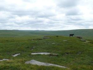 Cow on Dinger Tor!!! Fur Tor in the distance