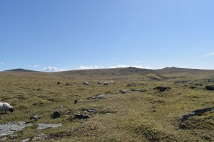 Setters Rocks 3