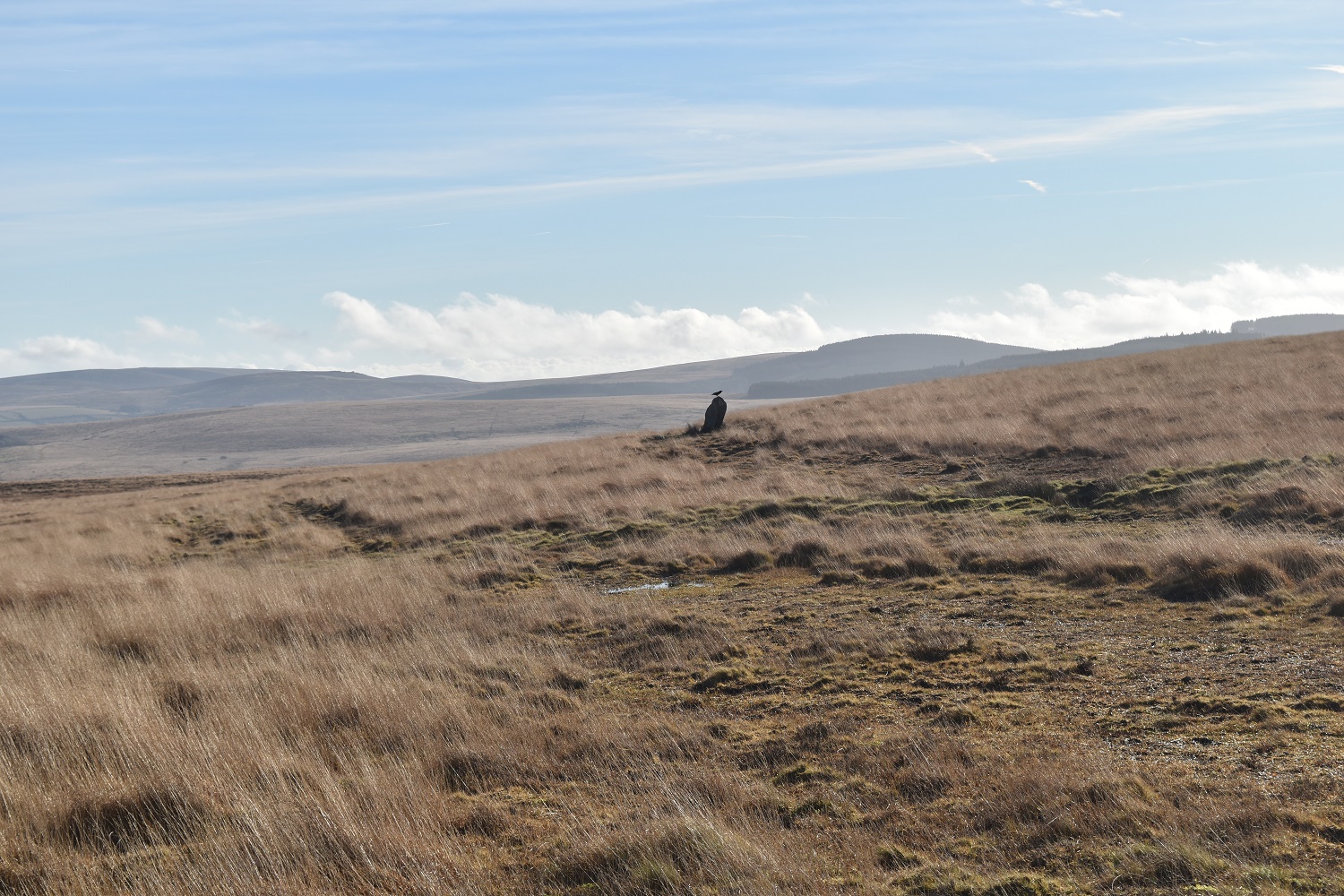 whit-moor-stone-circle-4