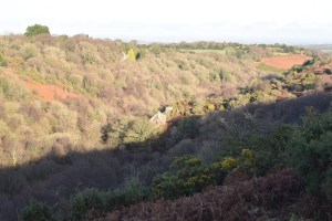 ivy-tor-1