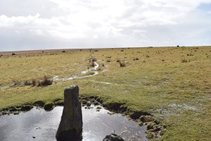 ringmoor-1