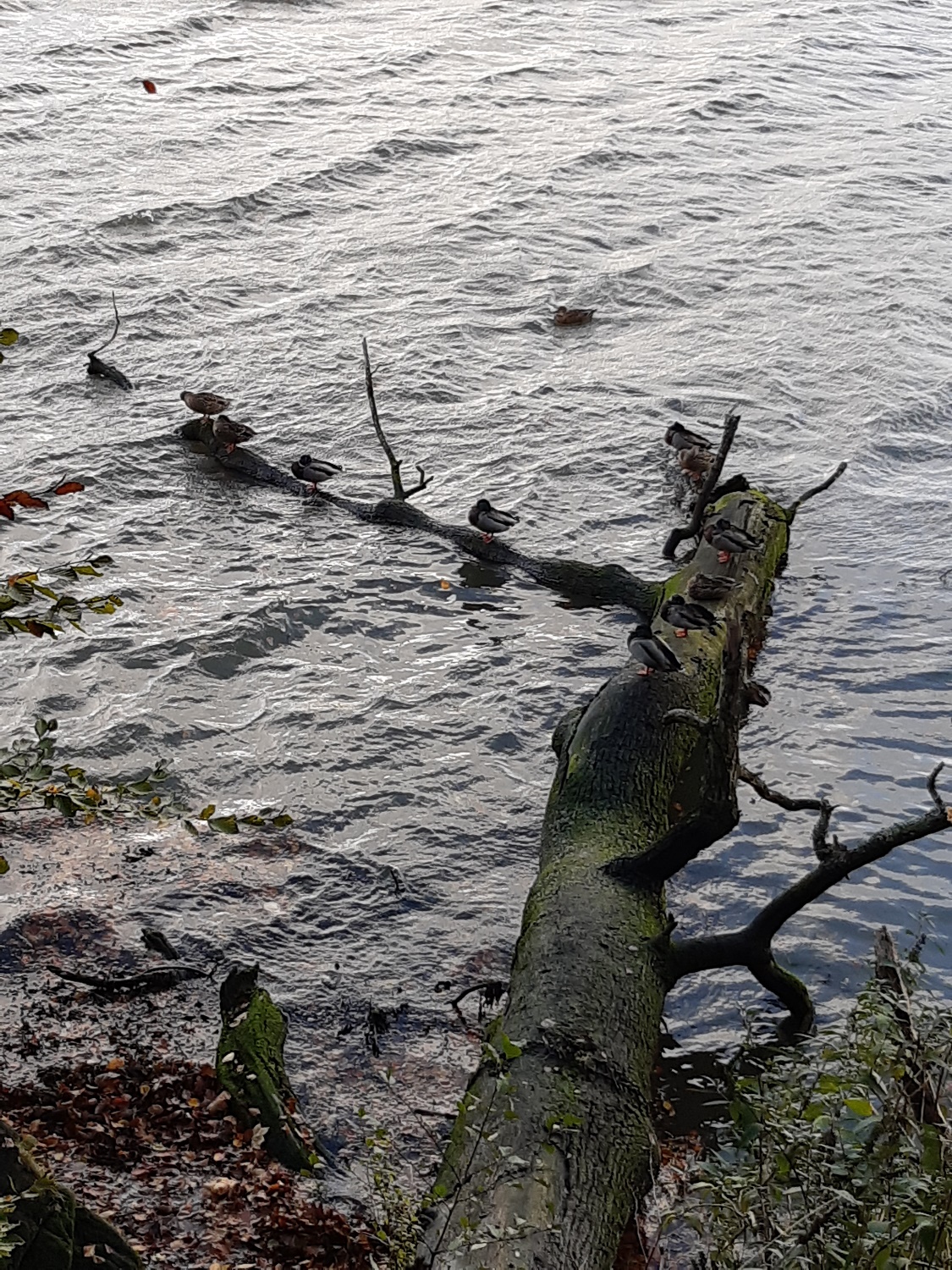 Saltram Riser Saltram | treksandtors
